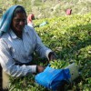 Munnar’s Memorable Tata Tea Plantation